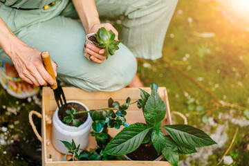 Unrecognizable woman gardener in mint overalls holding succulents plant in pot. View from above. Wooden box with shovels, flower pot, plant.Gardening, Hobbies, spring activity, country
