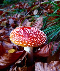 fly agaric mushroom