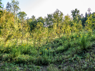Wiederaufforstung im Mischwald