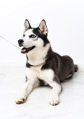 Young husky dog over white background