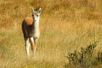 Guanaco in the wild