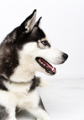 Young husky dog over white background