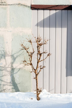 fallen leaf tree on snow