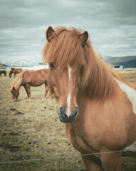Brown and white Icelandic horse in foreground of the nature portrait with other horses in the...