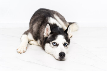 Young husky dog over white background