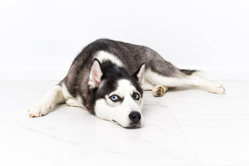 Young husky dog over white background