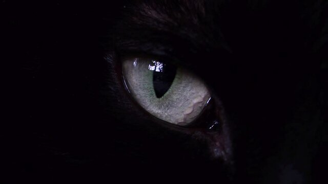 Black cat eye close-up.