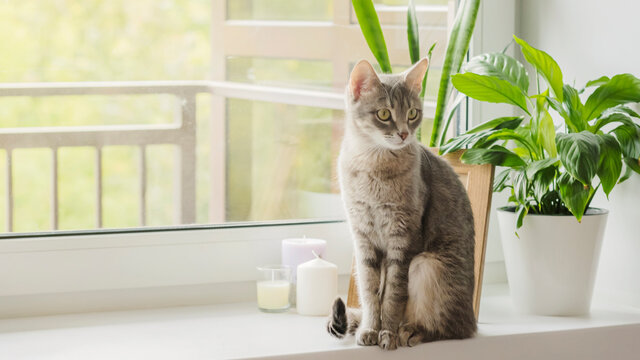 A gray striped domestic cat sits on a window next to indoor plants in white pots. Interior of a modern scandinavian style apartment. Image for veterinary clinics, sites about cats, for cat food.