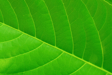Fototapeta na wymiar Natural green background - leaf of a tropical plant.