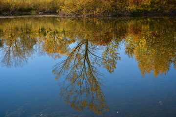 A tree with yellow foliage is reflected in the water surface of the lake in the evening