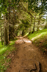 Obraz premium Rheinschlucht, Rhein, Ruinaulta, Fluss, Schlucht, Flims, Bergsturz, Wanderweg, Wald, Waldweg, Aussichtspunkt, Graubünden, Alpen, Sommer, Schweiz