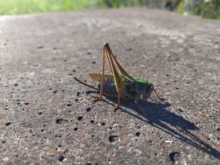 grasshopper on the ground