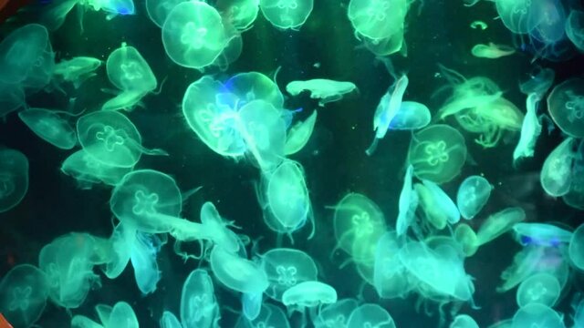 Jellyfish Glowing Colorful looping around in aquarium close up lights