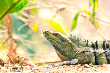 Shy green Iguana sunbathing in the Costa Rican Rain Forest