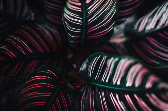 Calathea Ornata