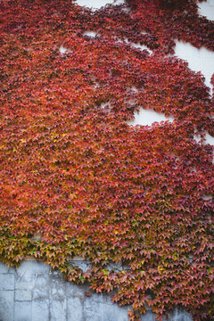 Wall covered with red ivy leaves