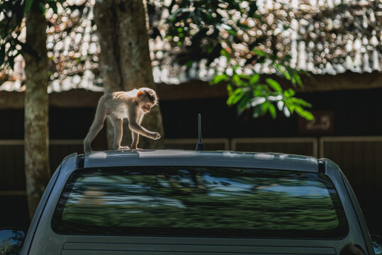 Monkey On The Roof Of A Car