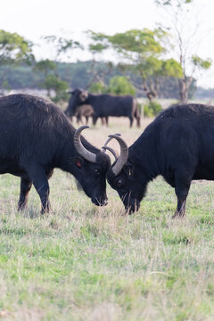 Two Buffalo with heads locked in paddock