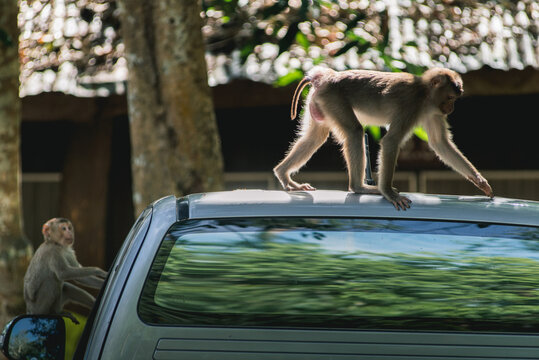 Monkey On The Roof Of A Car