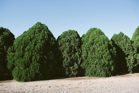 Lush and green juniper trees creating barrier
