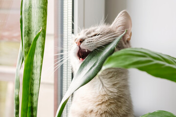 A gray striped domestic cat sits on a window and chews on indoor plants in flower pots. Image for veterinary clinics, sites about cats