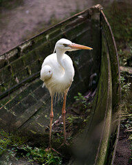 White Heron Stock Photos. standing in an old boat and displaying its white body, plumage, eye, beak, long legs in its environment and habitat with sun rays on his plumage.