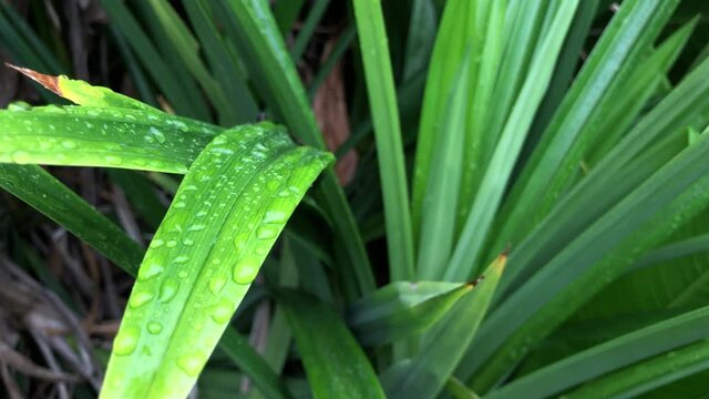 Green leaves of pandanus plants growth in botanical garden,has dew,selective focus.
