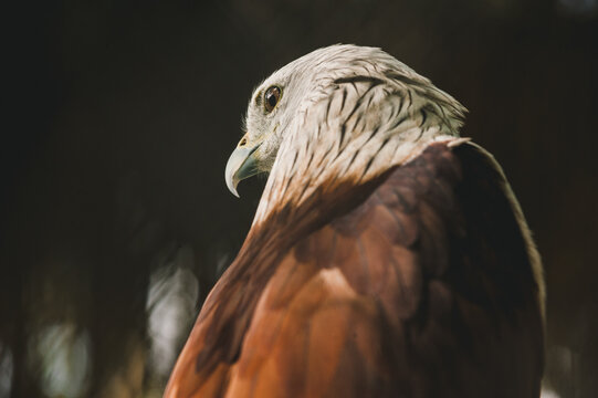 Eagle