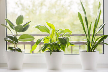 Home flowers and plants in white pots on the windowsill: Sansevieria, Ficus elastica, Spathiphyllum, cactus. Home plants care concept. Interior of a modern scandinavian style apartment