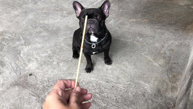 Owner held a small stick to scold or teach the cute dog,adorable french bulldog sat down neatly for fear of the small wood,or being blamed when doing something wrong.