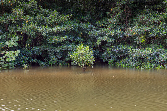 Young Bruguiera gymnorhiza growing surrounded by mature trees on the Hinai River on Iriomote Island