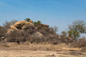 shrmantanga koppe, Rochers , Parc national Kruger, Afrique du Sud