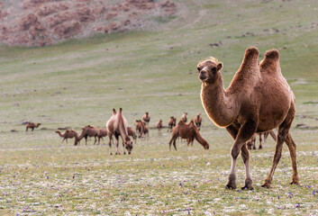 Mongolia Steppe with Herd of Camel