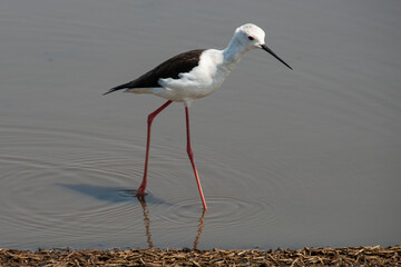 Echasse blanche,  Himantopus himantopus, Black winged Stilt