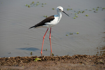 Echasse blanche,  Himantopus himantopus, Black winged Stilt