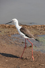 Echasse blanche,  Himantopus himantopus, Black winged Stilt