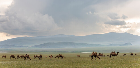 Fototapeta na wymiar Mongolia Steppe with Herd of Many Camels