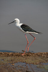 Echasse blanche,  Himantopus himantopus, Black winged Stilt