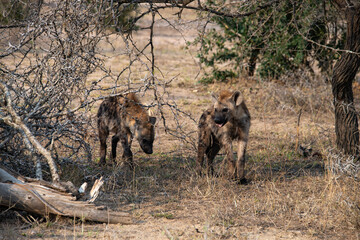 Hyène tachetée, jeune, Crocuta crocuta, Afrique du Sud