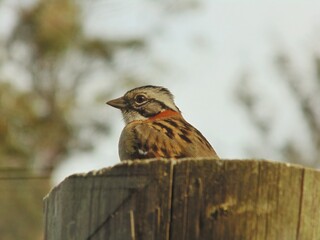 robin on a fence