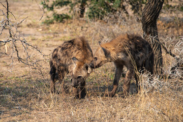 Hyène tachetée, jeune, Crocuta crocuta, Afrique du Sud