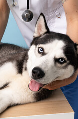 Veterinary doctor at vet clinic with Siberian Husky dog
