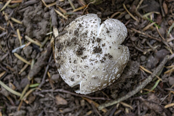 Crescere nel sottobosco