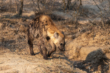 Hyène tachetée, jeune, Crocuta crocuta, Afrique du Sud