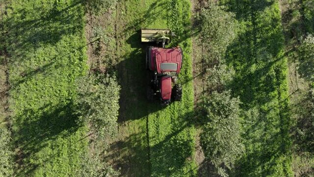 The agricultural machinery essential for the maintenance of farms and plantations, in this case a tractor cleans and prepares the soil for apple harvesting.