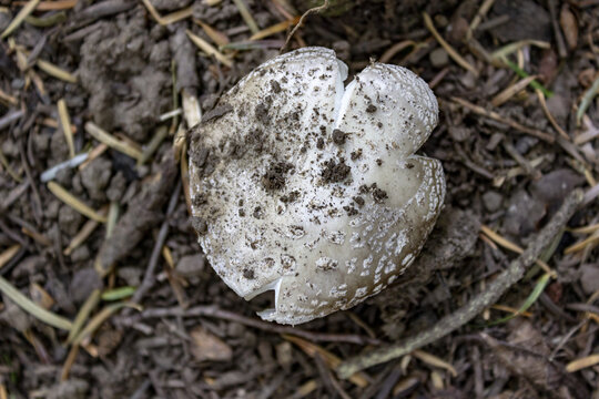 Crescere nel sottobosco