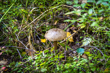 Edible boletus mushrooms are found in large numbers in early autumn in the forests and the Leningrad region.