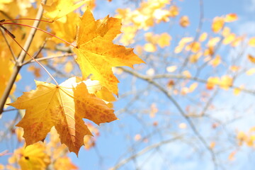 Beautiful and cute golden maple leaves against blue sky, wallpaper background