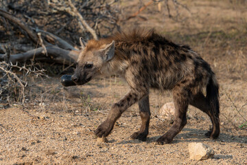 Hyène tachetée, jeune, Crocuta crocuta, Afrique du Sud