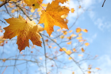 Beautiful and cute golden maple leaves against blue sky, wallpaper background